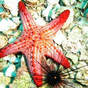 Malapascua June 2011