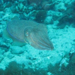 Malapascua June 2011