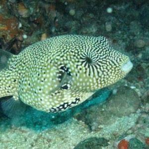 Malapascua June 2011