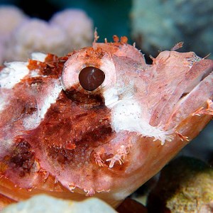 Bearded_scorpionfish