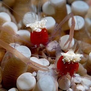 anemone_shrimp3