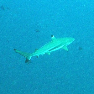 Black tip  Manado