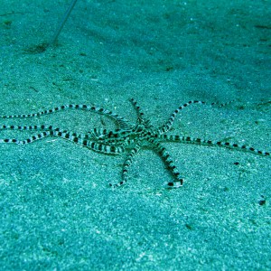 Mimick octopus Manado bay