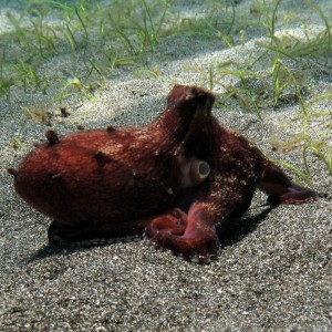 Octopus