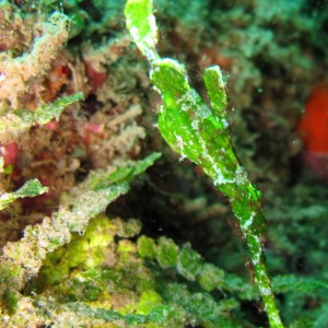 Ghost pipe fish