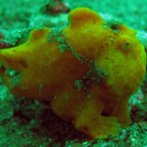 Frogfish Lembeh