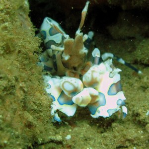 Harlequin shrimp Lembeh