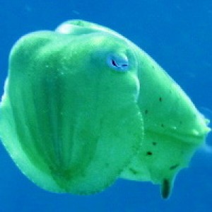 Juvenile cuttle fish