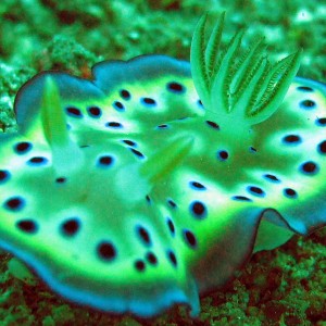 Nudi