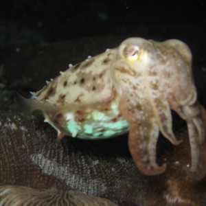 Cuttlefish lembeh