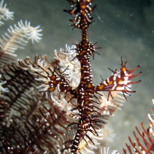 Orniment ghostpipe fish