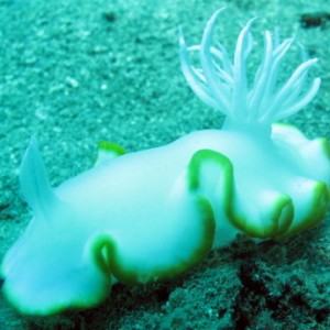 Nudi Pasacao