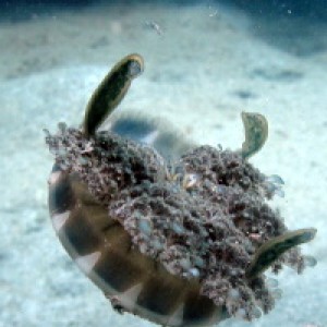 Upside down jelly fish