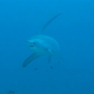Malapascua June 2011