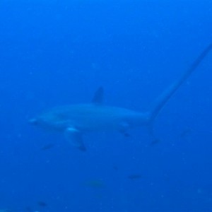 Malapascua June 2011