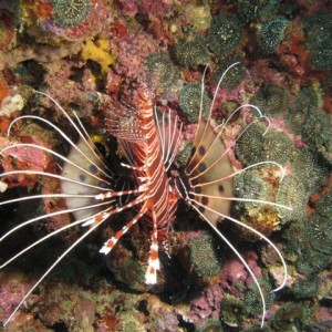 Malapascua June 2011