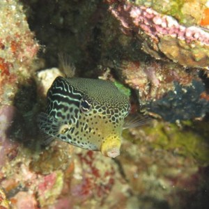 Malapascua June 2011