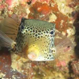 Malapascua June 2011
