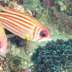 Malapascua June 2011