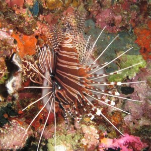 Malapascua June 2011