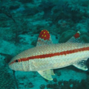 Malapascua June 2011