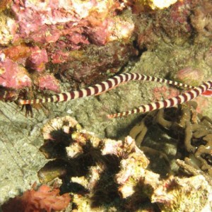 Malapascua June 2011