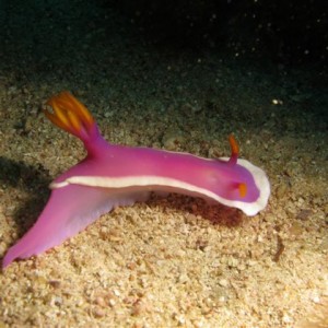 Malapascua June 2011
