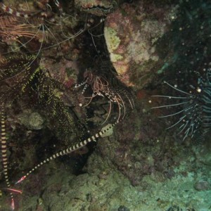 Malapascua June 2011