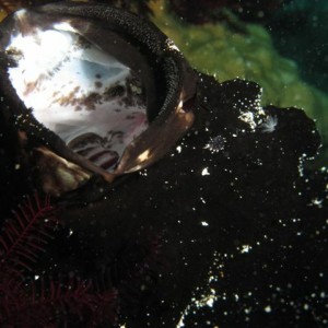 Malapascua June 2011