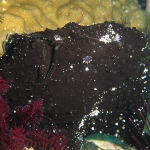 Malapascua June 2011