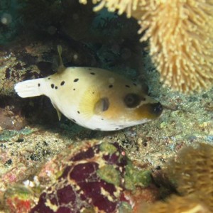 Malapascua June 2011