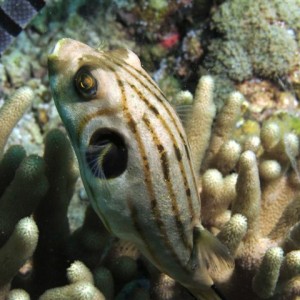 Malapascua June 2011