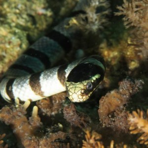 Malapascua June 2011