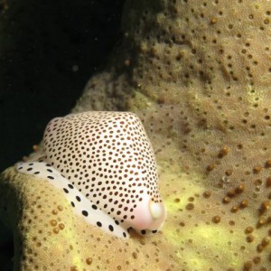 Malapascua June 2011