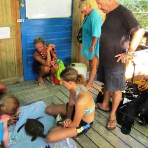 Turtles rescued from a restaurant in the Jonesville French Cay area on Augu