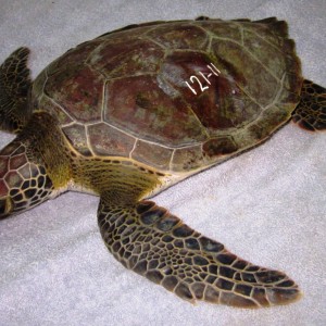 Turtles rescued from a restaurant in the Jonesville French Cay area on Augu