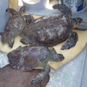 Turtles rescued from a restaurant in the Jonesville French Cay area on Augu