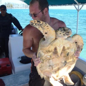 Turtles rescued from a restaurant in the Jonesville French Cay area on Augu