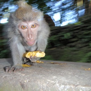 Indonesia_Trip_monkey
