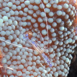 cleaner shrimp while diving in jupiter florida