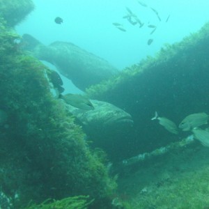 goliath grouper while diving in jupiter florida