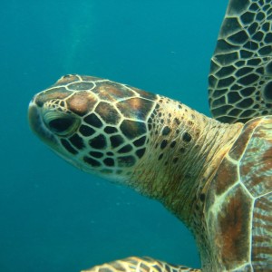 Green Turtle in the Similan Islands