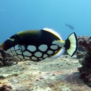 Clown Triggerfish