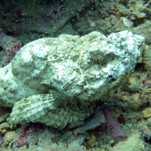 Devil Scorpionfish