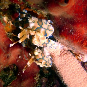 Harlequin Shrimp