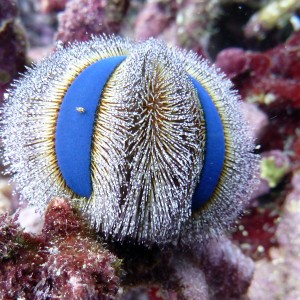 Jewel Urchin