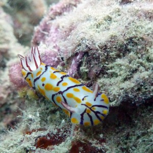 Beautiful Nudibranch