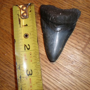 2.5 inch megalodon tooth