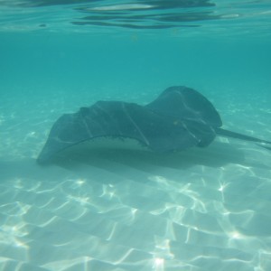 Stingray City Grand Cayman