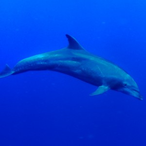 Dolphin6
